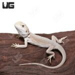 Baby High White Zero Bearded Dragon (4-5″)