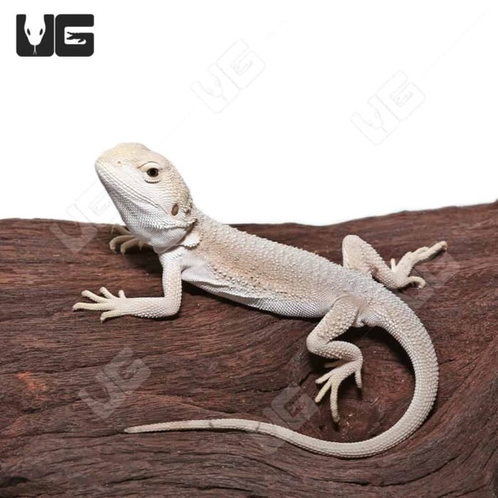 Baby High White Zero Bearded Dragon (4-5″) - Image 1