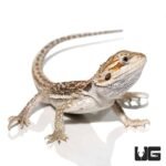 Baby Hypo Citrus Dunner Bearded Dragon (4-5″) - Image 4