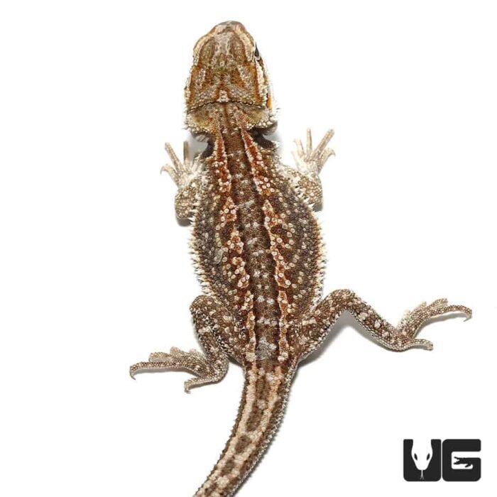 Baby Hypo Citrus Dunner Bearded Dragon (4-5″) - Image 1