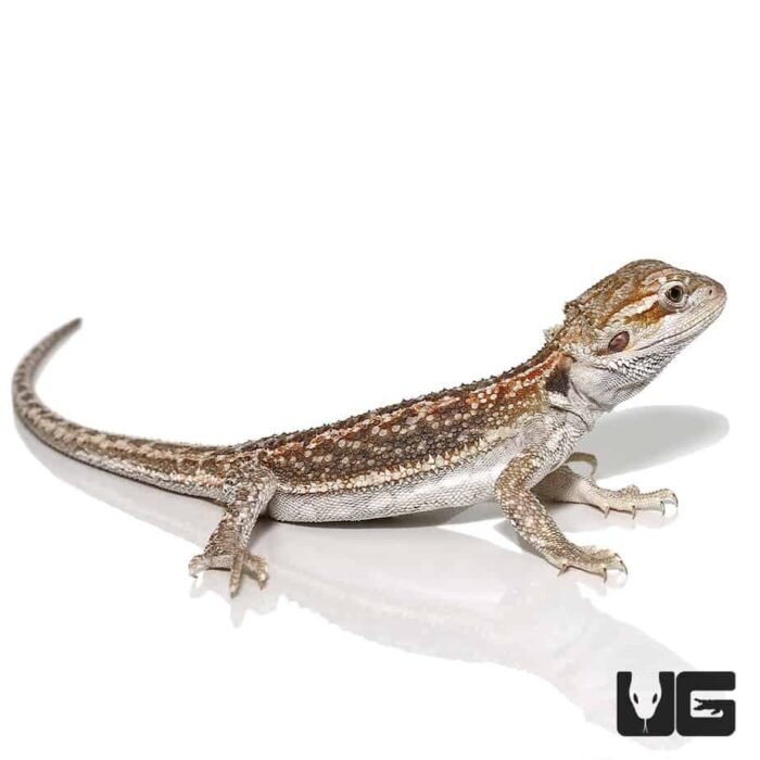 Baby Hypo Citrus Dunner Bearded Dragon (4-5″) - Image 2