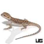 Baby Hypo Citrus Dunner Bearded Dragon (4-5″) - Image 3