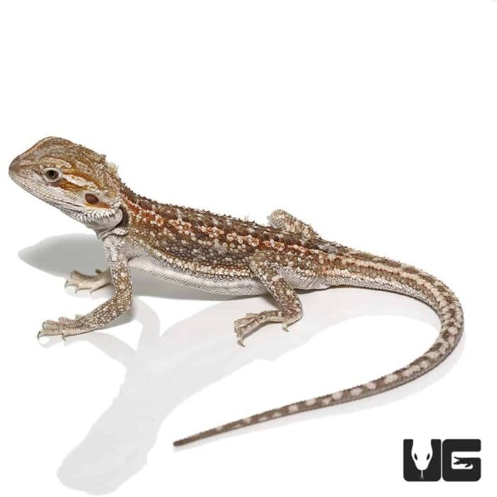Baby Hypo Citrus Dunner Bearded Dragon (4-5″) - Image 3