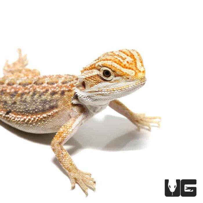 Inferno Blue Bar Bearded Dragon (6-8”) - Image 2