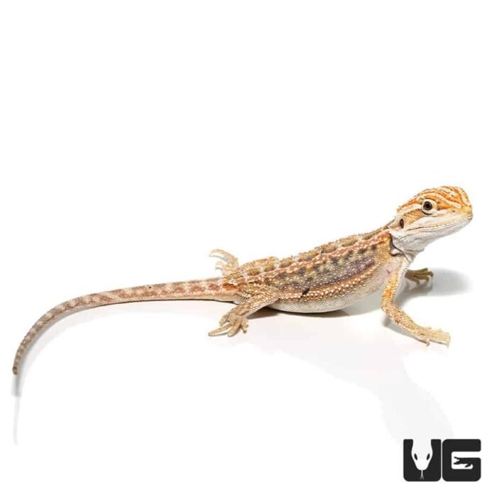 Inferno Blue Bar Bearded Dragon (6-8”) - Image 3