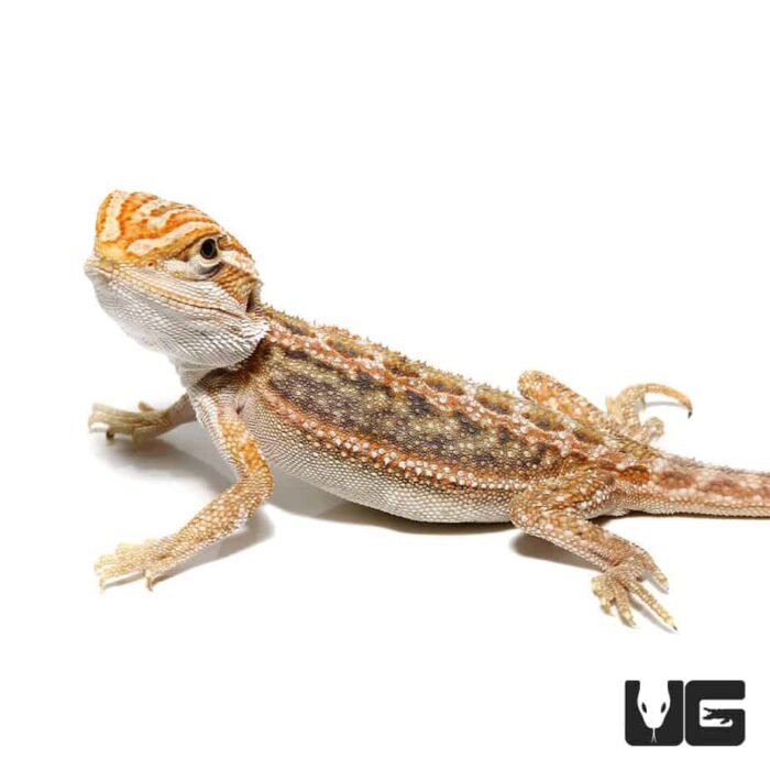 Inferno Blue Bar Bearded Dragon (6-8”) - Image 4