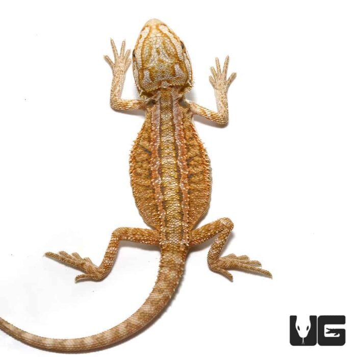 Baby Hypo Inferno Striped Bearded Dragon - Image 1