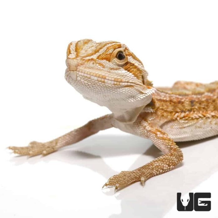 Baby Hypo Inferno Striped Bearded Dragon - Image 2