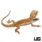 Baby Hypo Inferno Striped Bearded Dragon - Image 3
