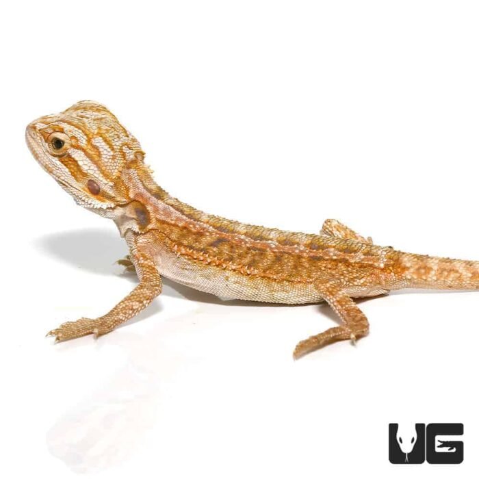 Baby Hypo Inferno Striped Bearded Dragon - Image 4