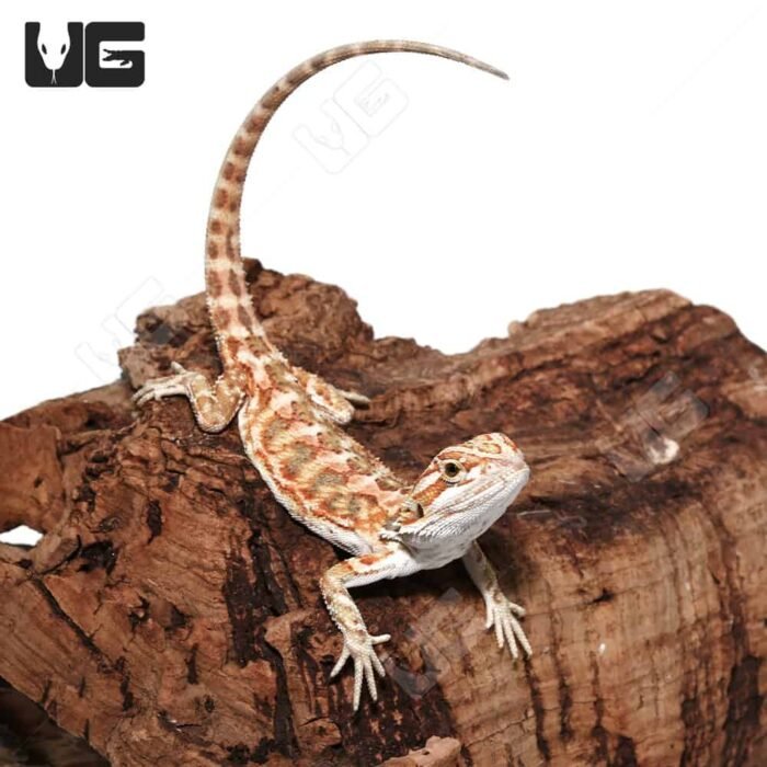 Baby Cinnamon Leatherback Bearded Dragon #1 - Image 2