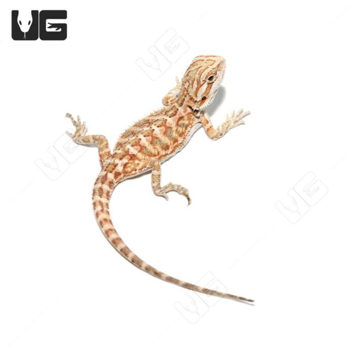 Baby Cinnamon Leatherback Bearded Dragon #1 - Image 3