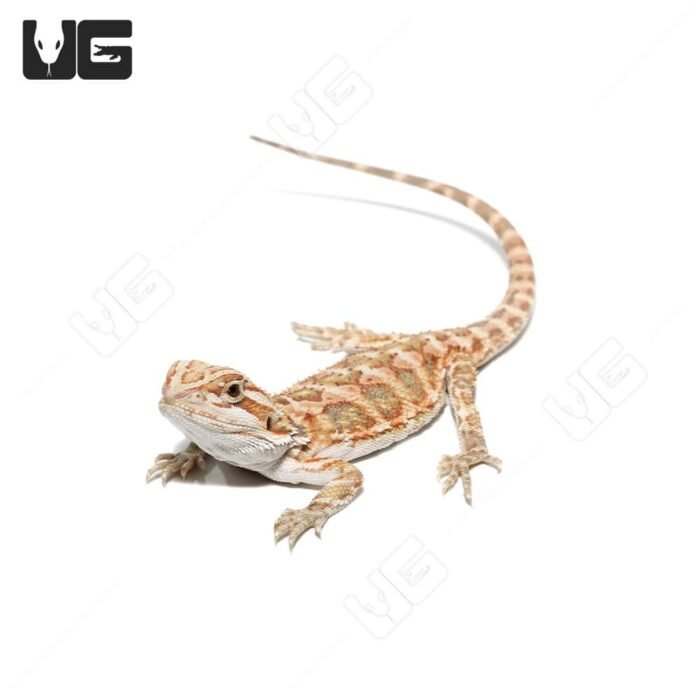Baby Cinnamon Leatherback Bearded Dragon #1 - Image 4