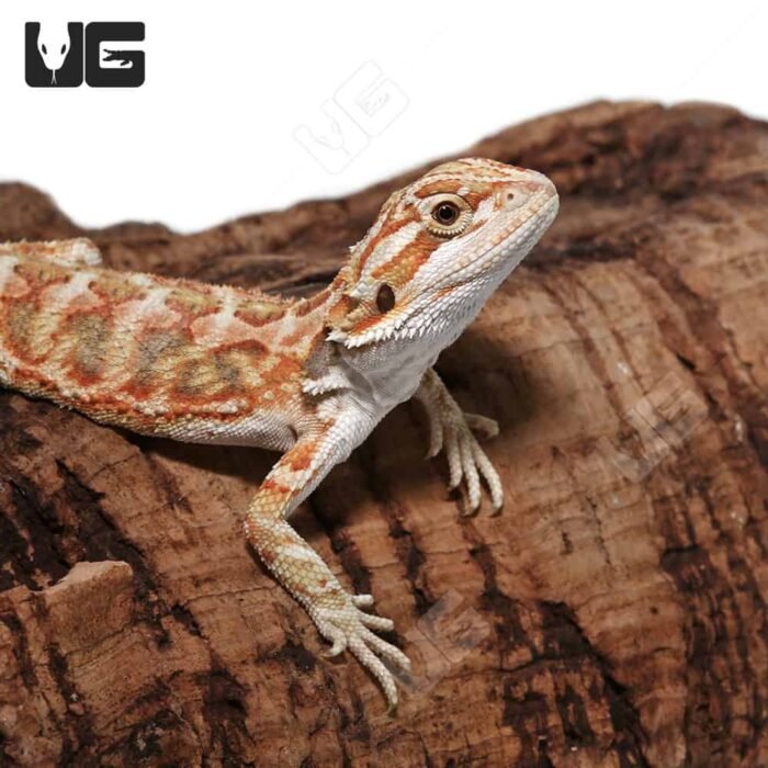 Baby Cinnamon Leatherback Bearded Dragon #1 - Image 1