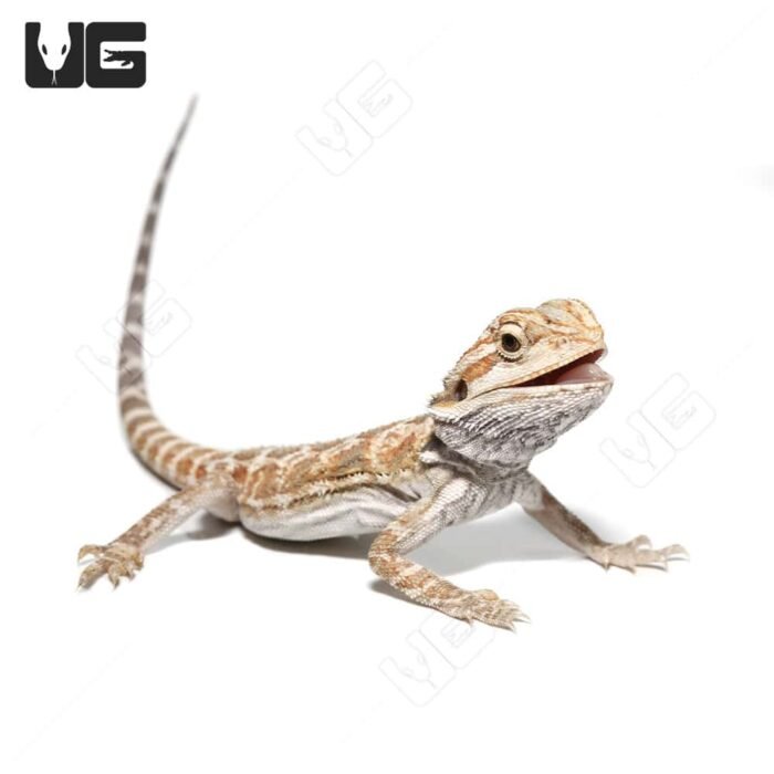 Baby Almond Toffee Bearded Dragon #2 - Image 2
