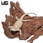 Baby Almond Toffee Bearded Dragon #2