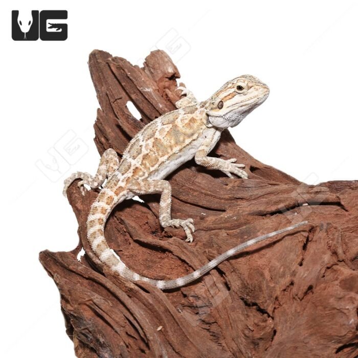 Baby Almond Toffee Bearded Dragon #2 - Image 3