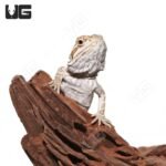 Baby Almond Toffee Bearded Dragon #2 - Image 4