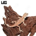 Juvenile Hazelnut Hypo Leatherback Bearded Dragon #3 - Image 3