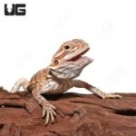 Juvenile Hazelnut Hypo Leatherback Bearded Dragon #3 - Image 4