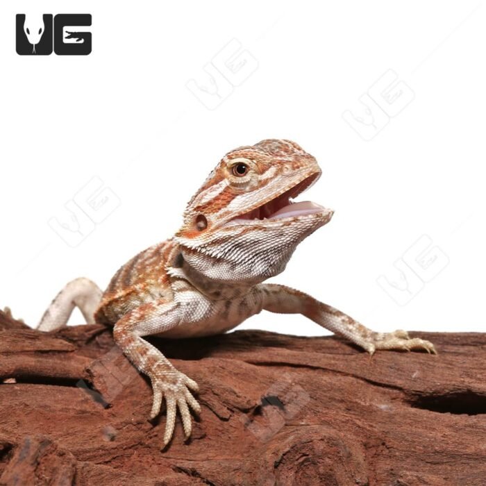 Juvenile Hazelnut Hypo Leatherback Bearded Dragon #3 - Image 4