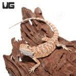 Juvenile Hazelnut Hypo Leatherback Bearded Dragon #3