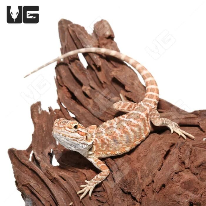 Juvenile Hazelnut Hypo Leatherback Bearded Dragon #3 - Image 1