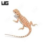 Juvenile Hazelnut Hypo Leatherback Bearded Dragon #3 - Image 2