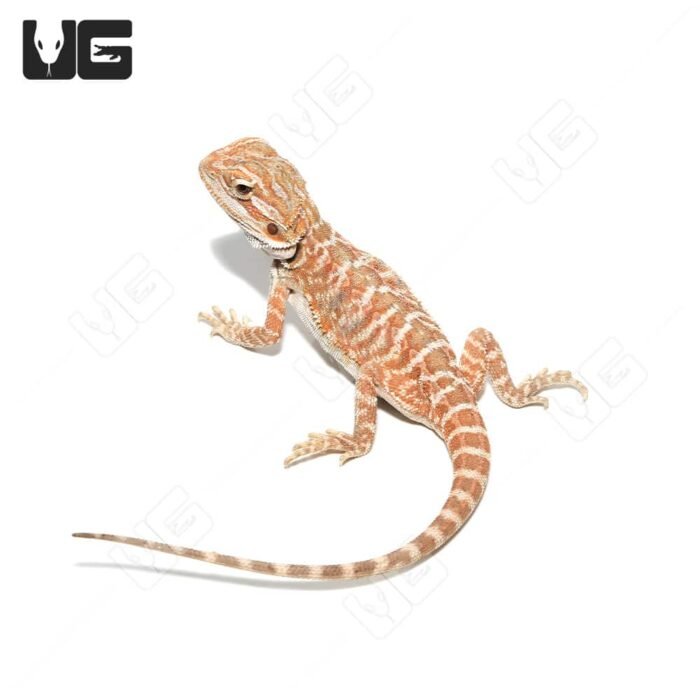 Juvenile Hazelnut Hypo Leatherback Bearded Dragon #3 - Image 2