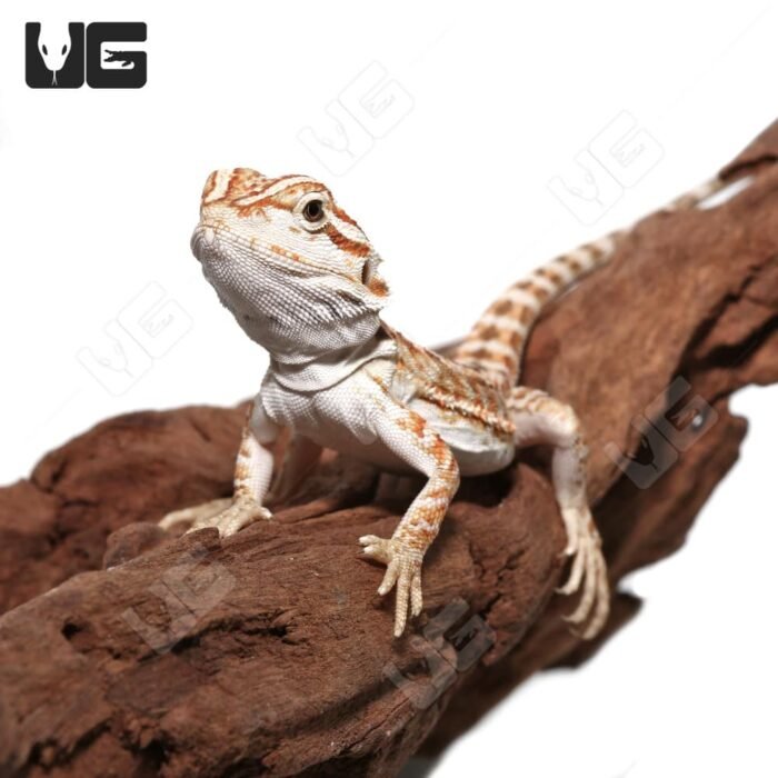 Baby Hypo Sunset Leatherback Bearded Dragon #5 - Image 2