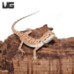 Baby Hypo Sunset Leatherback Bearded Dragon #5 - Image 3