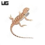 Baby Hypo Sunset Leatherback Bearded Dragon #5 - Image 4