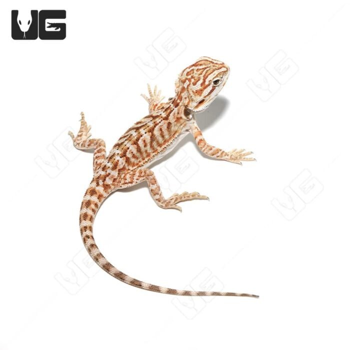 Baby Hypo Sunset Leatherback Bearded Dragon #5 - Image 4