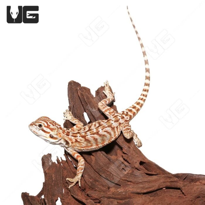 Baby Hypo Sunset Leatherback Bearded Dragon #5 - Image 1