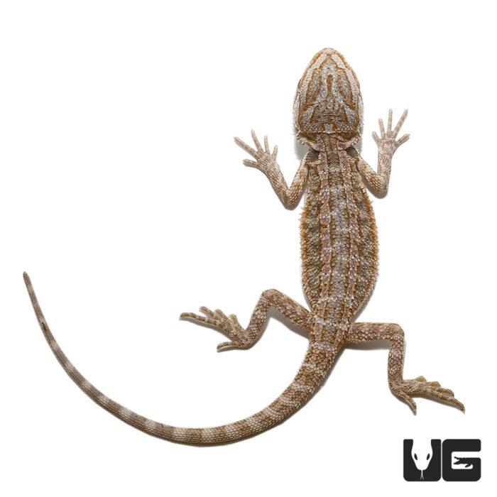 Baby Hypo Striped Bearded Dragon - Image 1