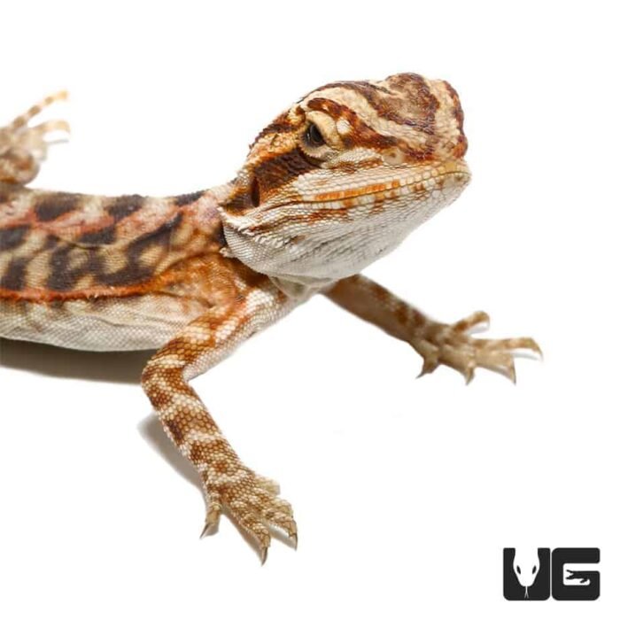 Baby Blue Bar Leatherback Bearded Dragon - Image 2