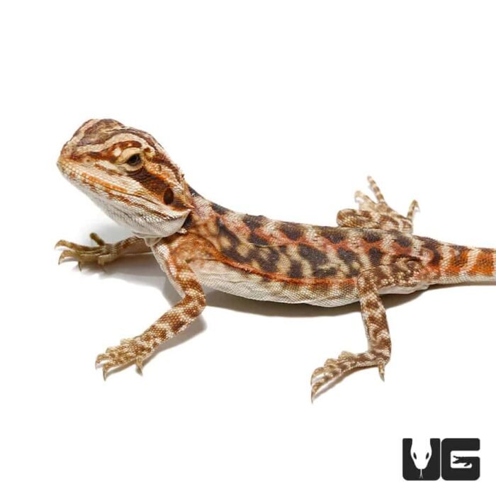 Baby Blue Bar Leatherback Bearded Dragon - Image 3