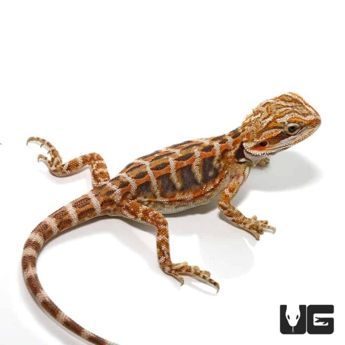 Baby Blue Bar Leatherback Bearded Dragon - Image 1