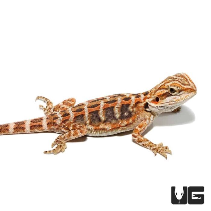 Baby Blue Bar Leatherback Bearded Dragon - Image 4