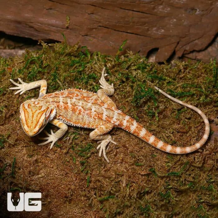 Baby Lemongrass Bearded Dragon - Image 1
