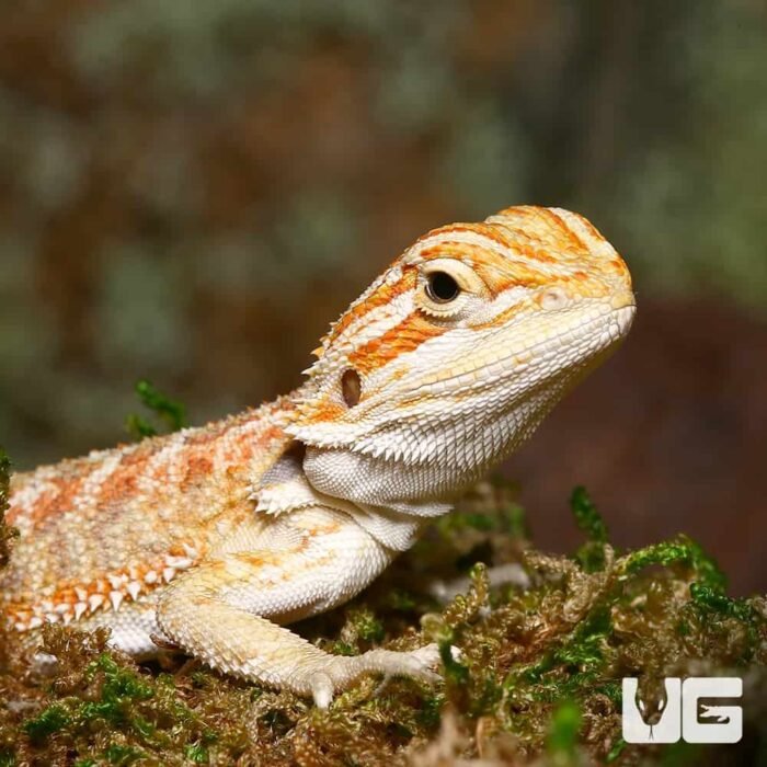 Baby Lemongrass Bearded Dragon - Image 2
