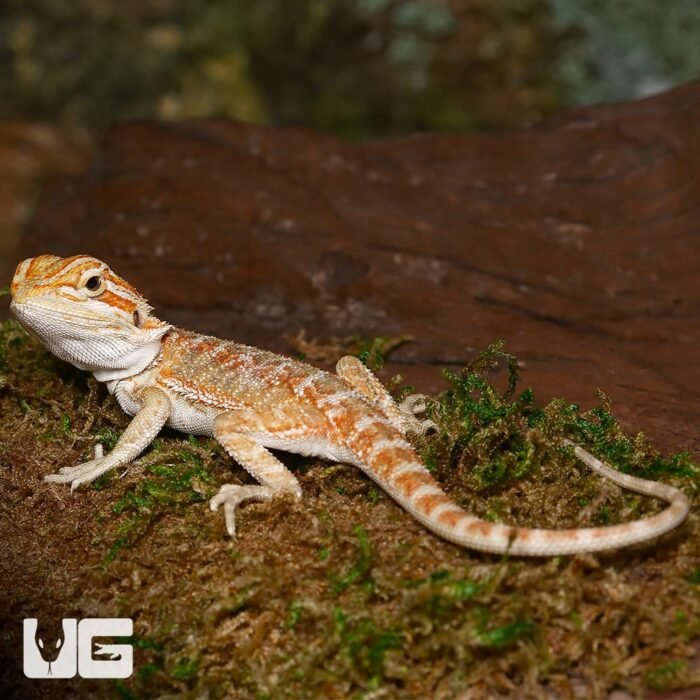 Baby Lemongrass Bearded Dragon - Image 3