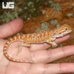 Baby Lemongrass Bearded Dragon - Image 4