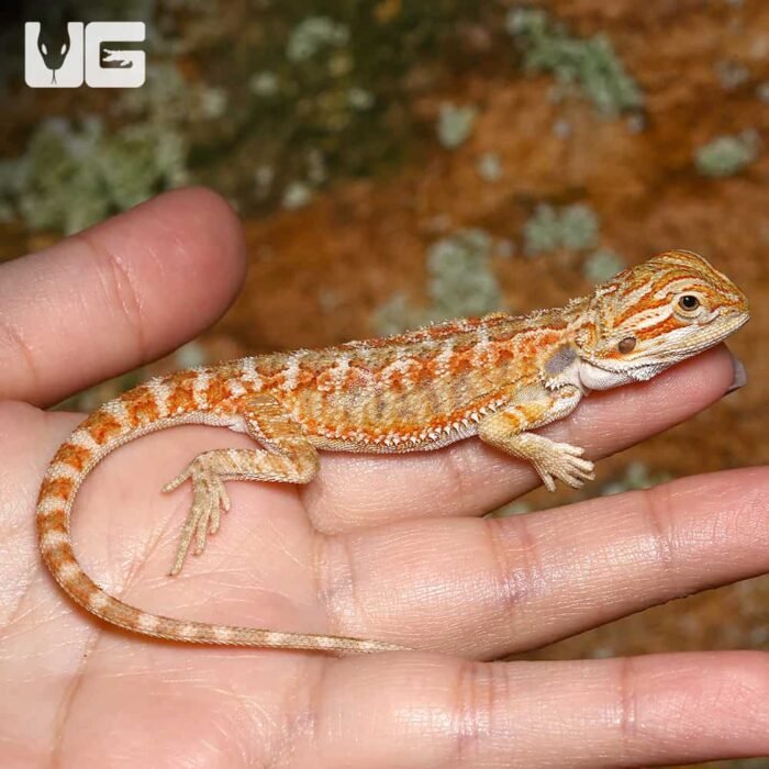 Baby Lemongrass Bearded Dragon - Image 4