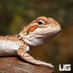 Baby Orange Truffle Bearded Dragon