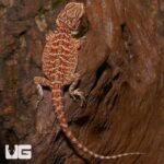Baby Orange Truffle Bearded Dragon - Image 2