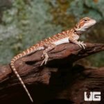 Baby Orange Truffle Bearded Dragon - Image 3