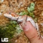 Baby Orange Truffle Bearded Dragon - Image 4