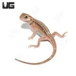 Baby Pied Genetic Stripe Translucent Bearded Dragon