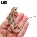 Baby Pied Genetic Stripe Translucent Bearded Dragon - Image 2